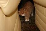 GARFIELD 007.jpg
