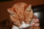 GARFIELD 011.jpg