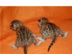 bengal1.jpg