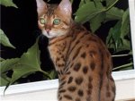 bengalenvater3.jpg