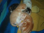 Katzen 237.jpg