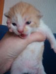 Katzen 255.jpg