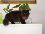 K640_Tigger2 003.JPG K640_Tigger2 003.JPG