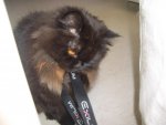 K640_Tigger2 015.JPG K640_Tigger2 015.JPG