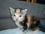 Katzen 342.jpg