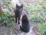 Katzen Mutter&Hühnchen.jpg