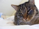 Katze Schwellung Auge