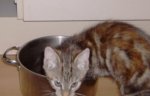 Nala2.jpg