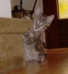 Nala3.jpg