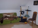 katzenzimmer 001.jpg