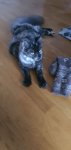 IMG-20200717-WA0012.jpeg