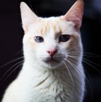 Guybrush 4.JPG