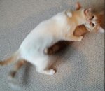 Guybrush März 2013 2.JPG