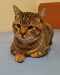 Tigger.jpg Tigger.jpg