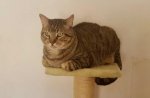 Tigger7.jpg Tigger7.jpg
