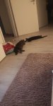 IMG-20201119-WA0024.jpeg
