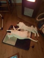 20210313_195338.jpg 20210313_195338.jpg
