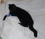 Katze Harnstoff Senken