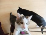 DSCF1038.jpg