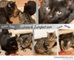 Jungkatzen.jpg