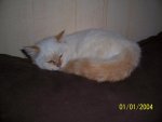katze17.12. 023.jpg