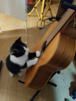 Musikater spielt Gitarre_klein.jpg