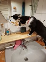 Muskater Katzenwäsche_klein.jpg