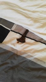 IMG-20210626-WA0008.jpeg
