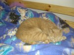 bilder.april2010 037.jpg