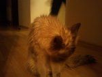 Foto1511.jpg