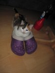 IMG_1163.jpg