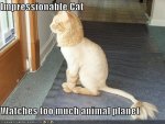 funny-pictures-shaved-lion-cat-looks-outside.jpg