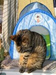 1 Cat balkon.jpg