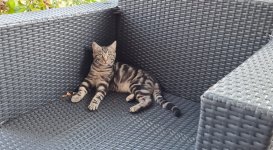 Mikki ist draussen.jpg
