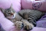 news kitten 002.jpg
