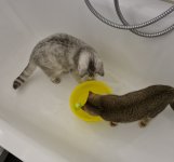 Auf was Sie vor dem Kauf der Schlechtes katzenfutter Acht geben sollten!