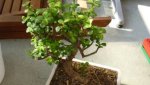 bonsai.jpg