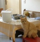 Felix in the kitchen.JPG