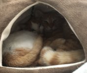 thumbnail_IMG_0798.jpg