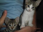 Katzen 027.jpg