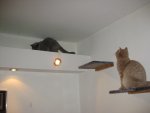 Peanut und Lilly 2010 - Anfang 2011 040.jpg