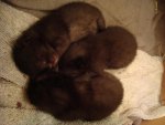 DSC08998a.jpg