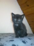 Minou.jpg