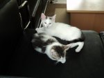 DSC0054001.jpg
