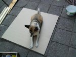 Foto0287.jpg