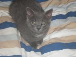 meine katze leia  26.6.2011 004.jpg