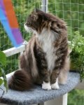 Sturmkater2.jpg Sturmkater2.jpg