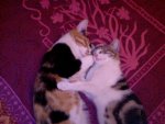 Masha&Shila.jpg