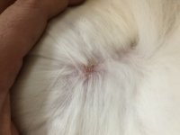 8412C024-61C0-4AE7-96DB-82F9E2ED4742.jpeg