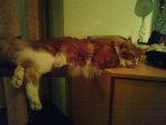 DSC00318.jpg